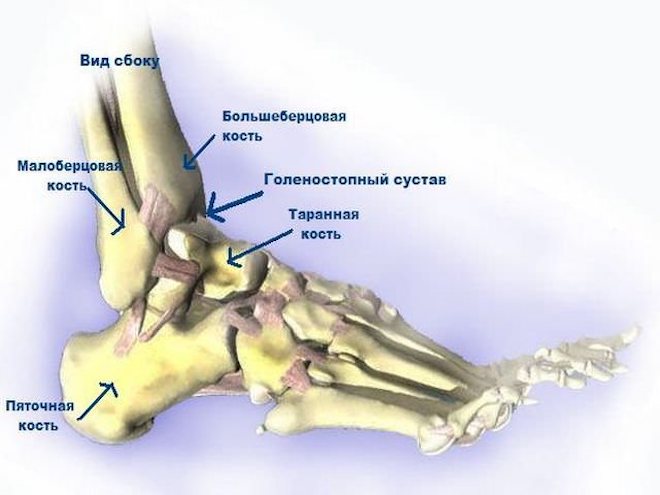 Анатомические особенности