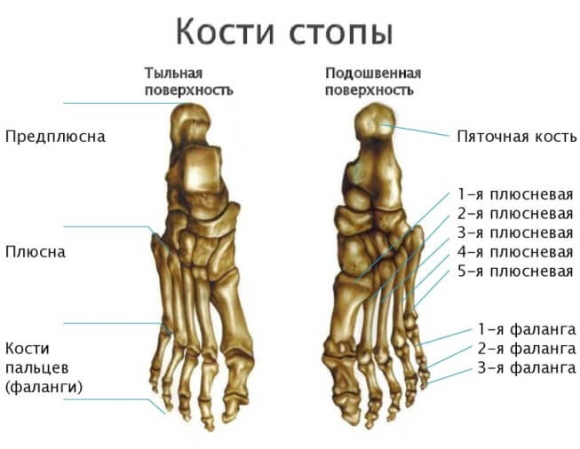 stroenie-kostey-stopy