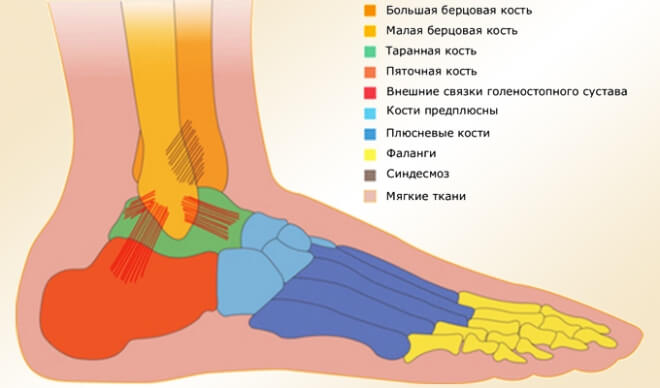 stroenie-lodyzhki-golenostopa (6)