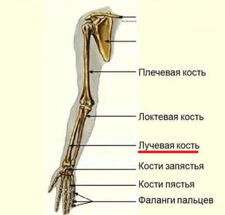 строение скелета руки