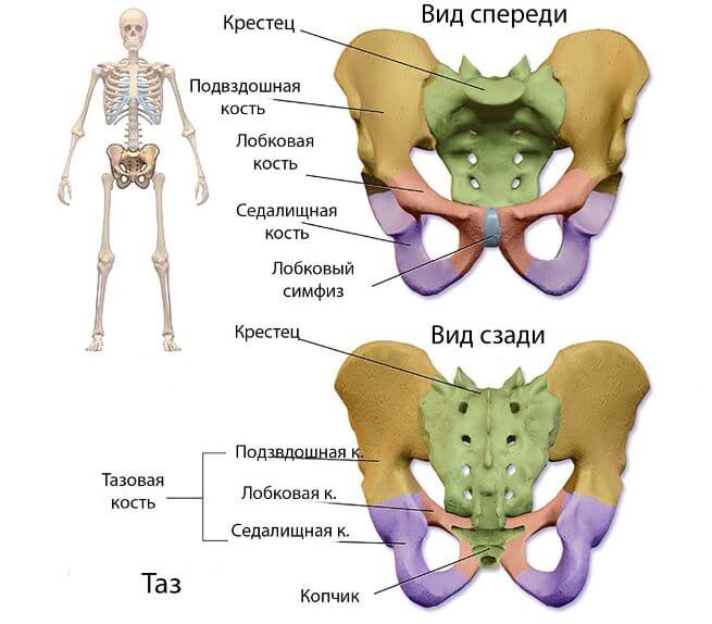 строение таза