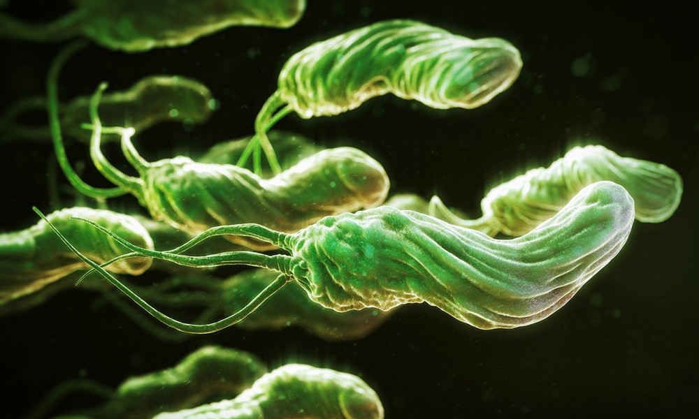 Злокачественная бактерия Helicobacter pylori Злокачественная бактерия Helicobacter pylori